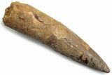 Fossil Spinosaurus Tooth - Real Dinosaur Tooth #383475-1